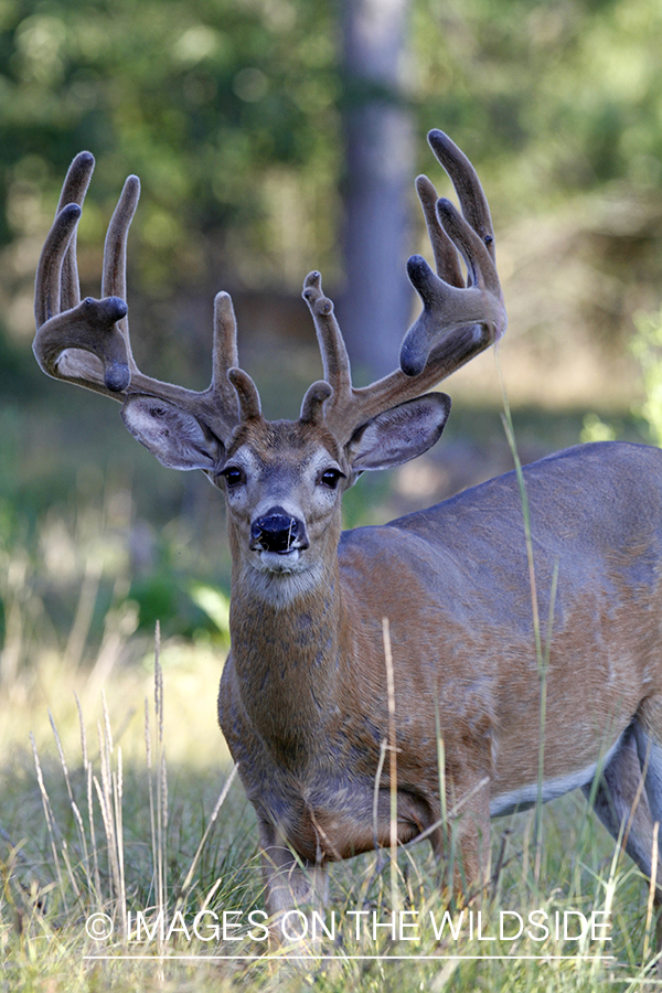 White-tailed buck in velvet.  