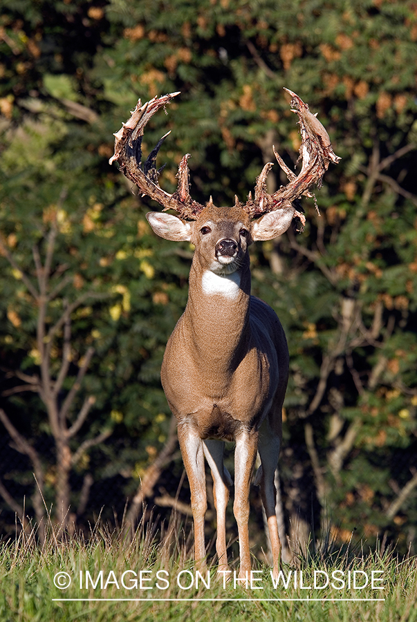 White-tailed buck shedding velvet. 