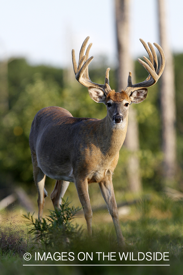 White-tailed buck in velvet.  