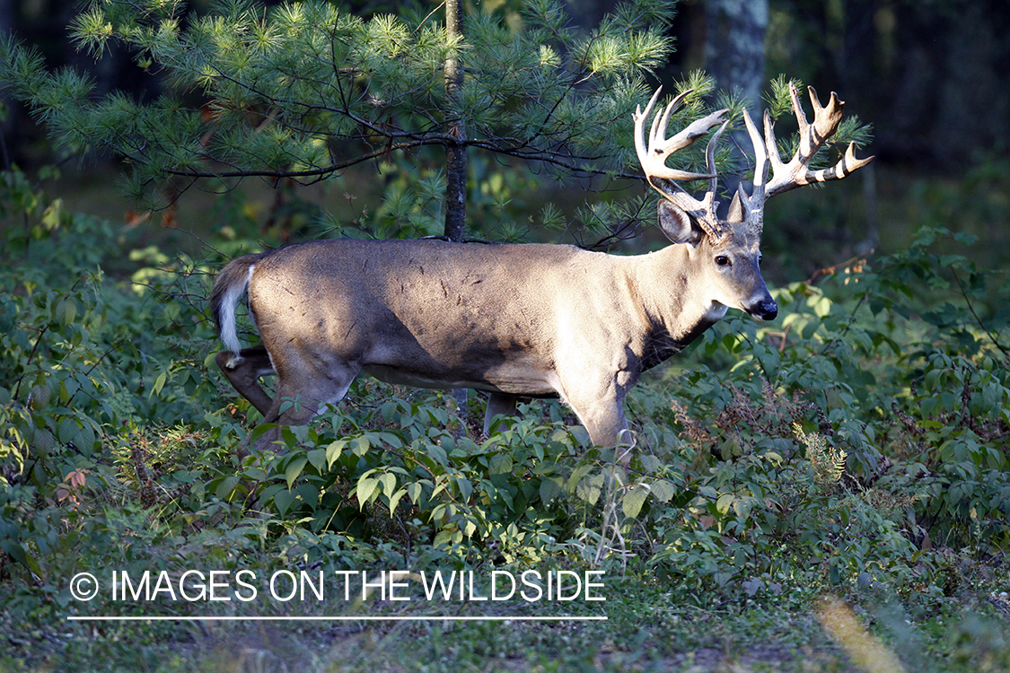 White-tailed buck in habitat.  