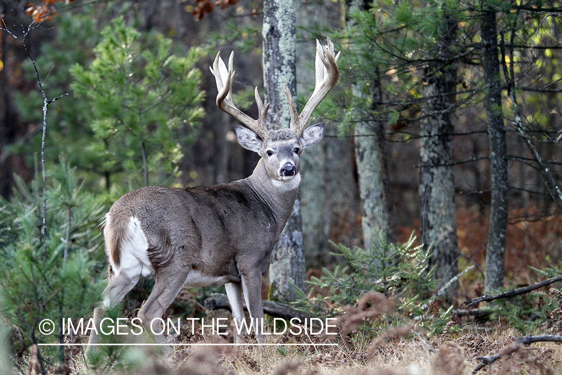 White-tailed buck in habitat. 