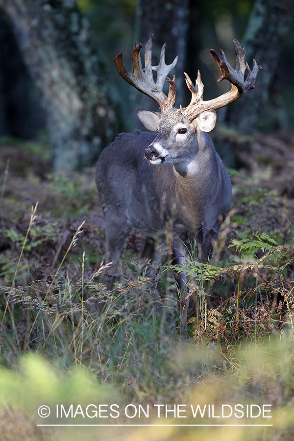 White-tailed buck in habitat. 