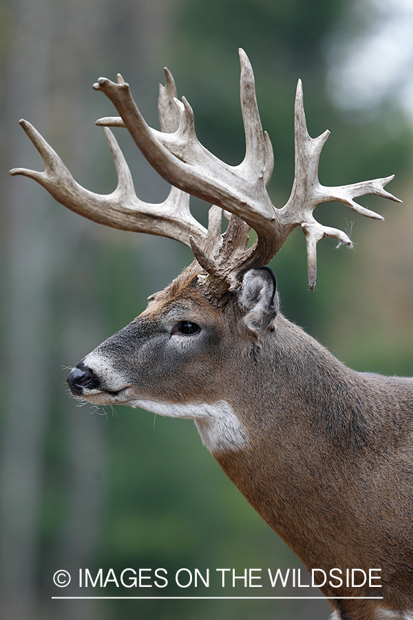 White-tailed buck in habitat.  