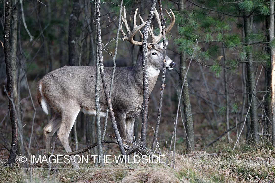 White-tailed buck in habitat. 