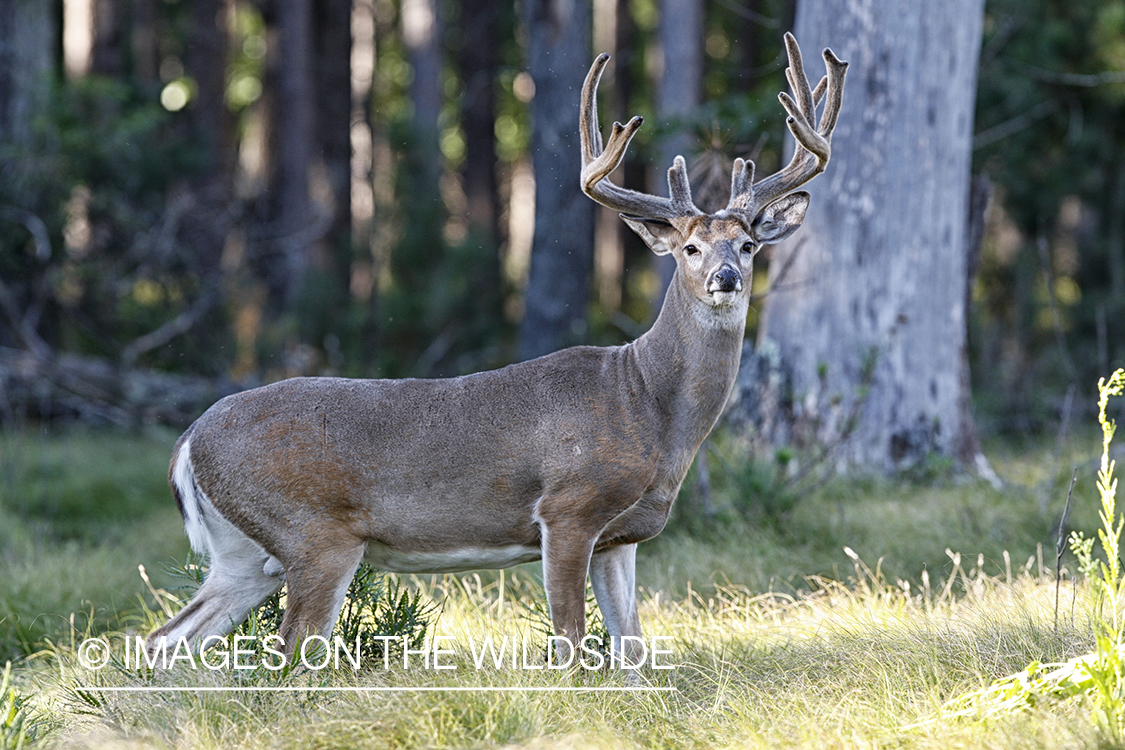 White-tailed buck in habitat.