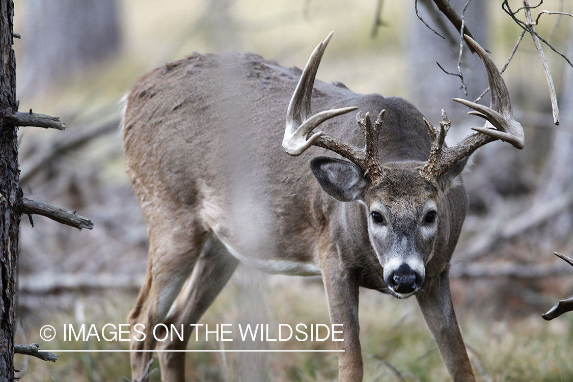 White-tailed buck in habitat.