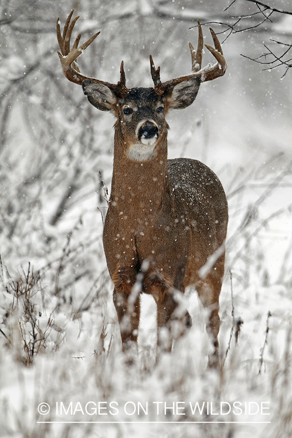 White-tailed buck in winter habitat.