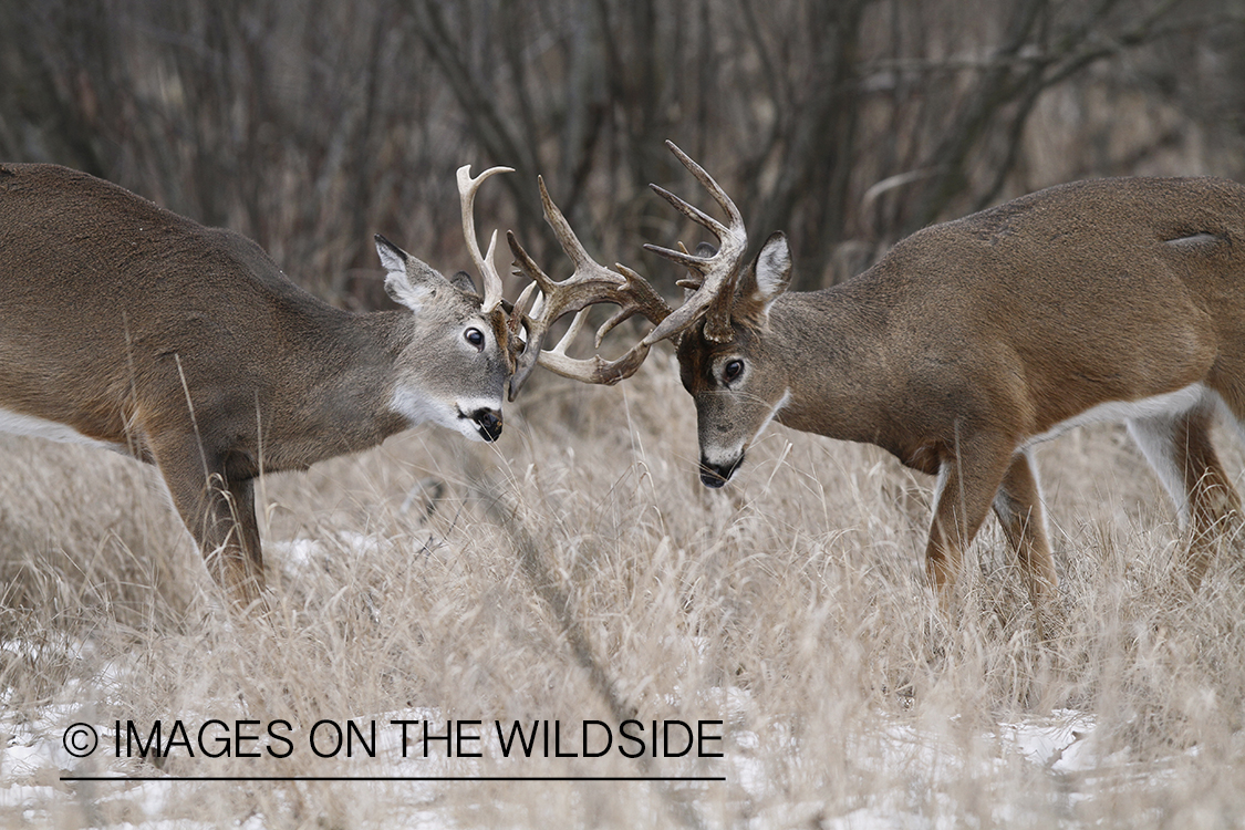 White-tailed bucks fighting.