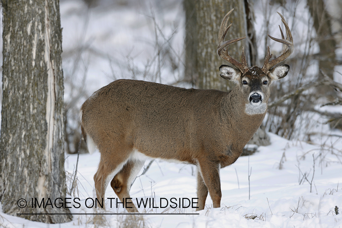 White-tailed buck in habitat.