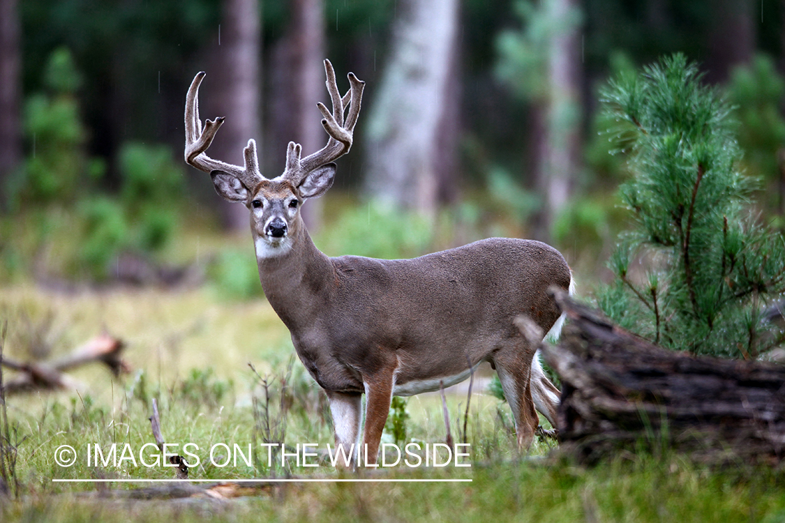 White-tailed buck in velvet.