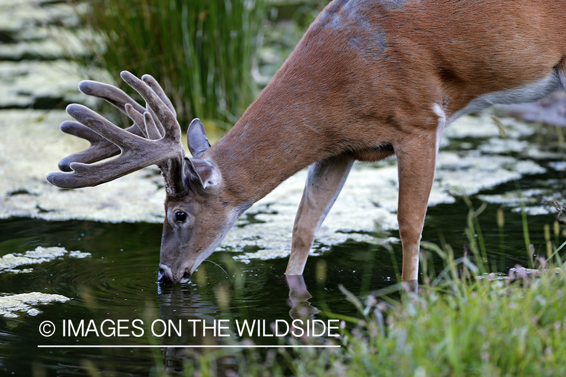 White-tailed buck drinking in habitat.