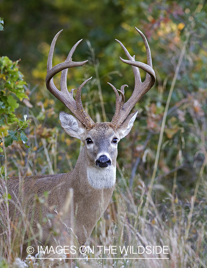 White-tailed buck in habitat. 