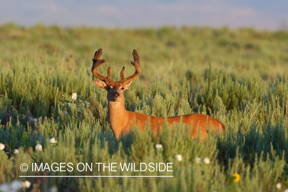 White-tailed buck in habitat.