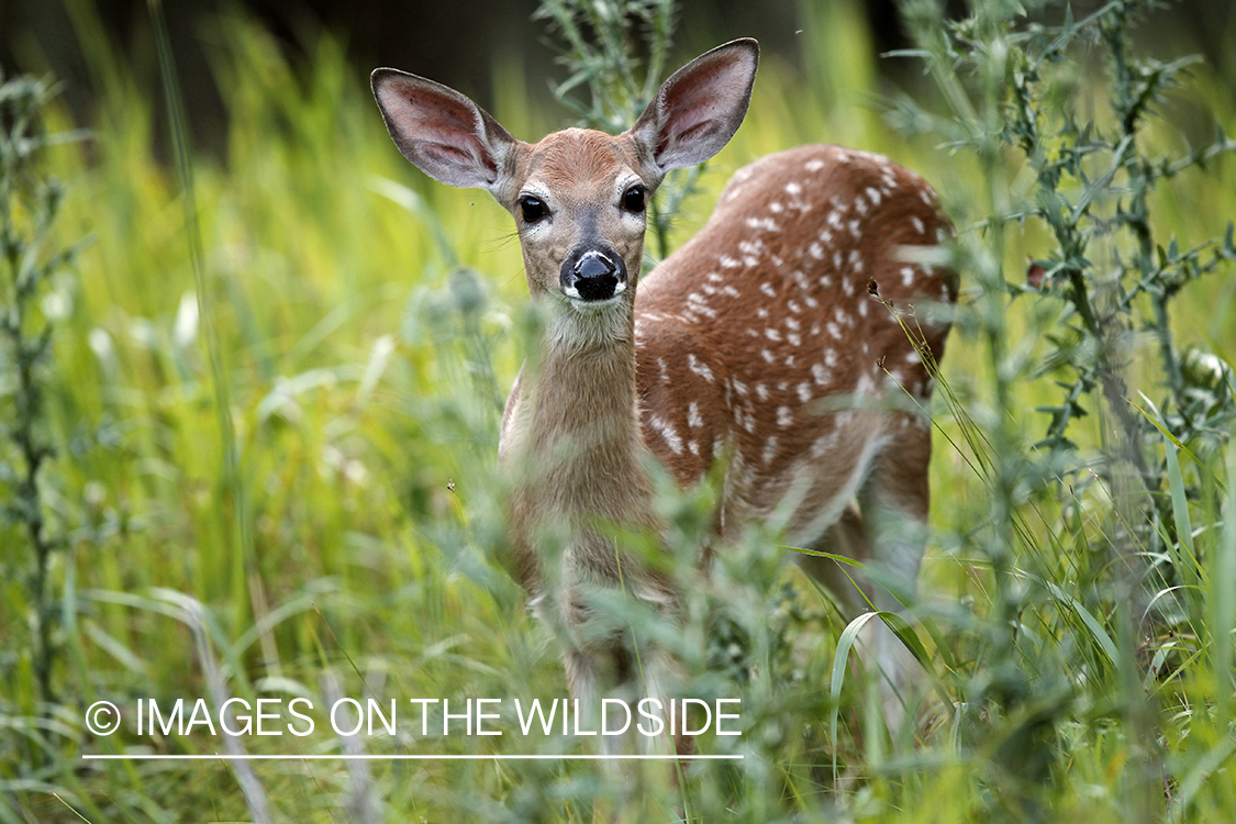 White-tailed fawn in velvet.