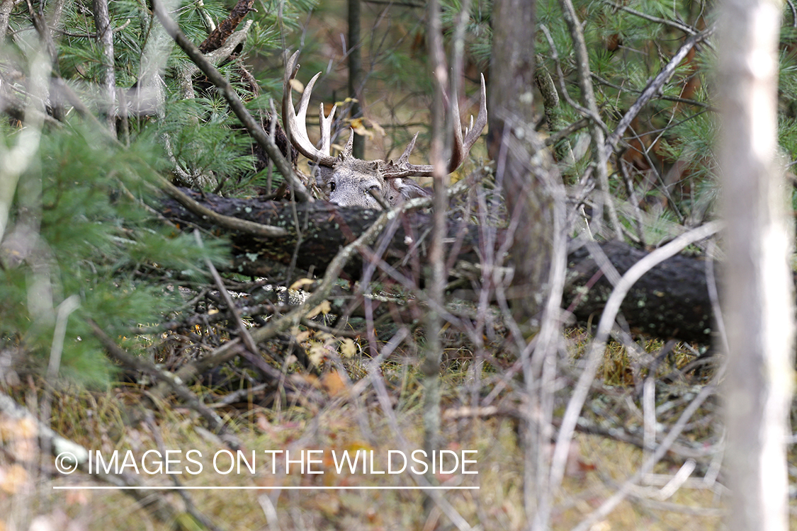 White-tailed buck bedded down in habitat.