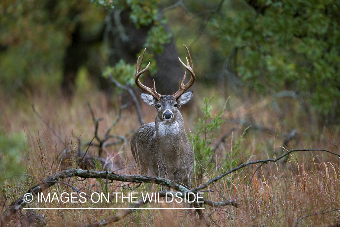 White-tailed buck in habitat.