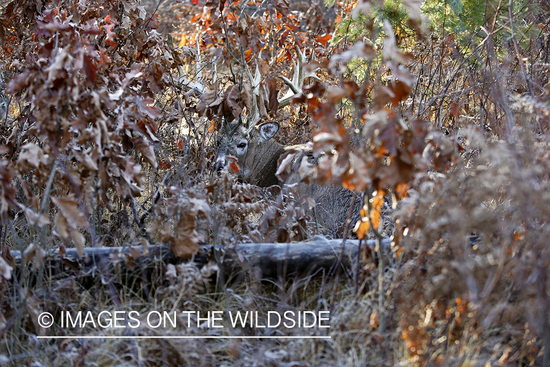 White-tailed buck bedded down.