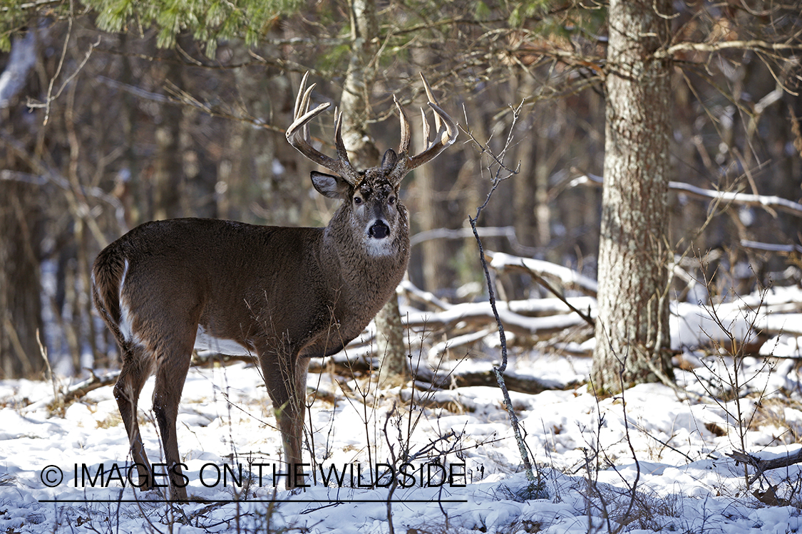 White-tailed buck in winter habitat.