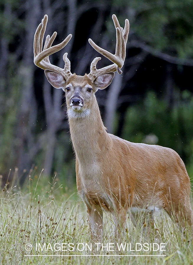 White-tailed Buck in Velvet.