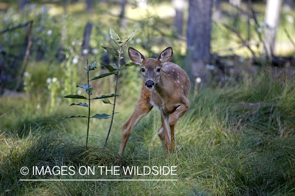 White-tailed fawn in habitat.