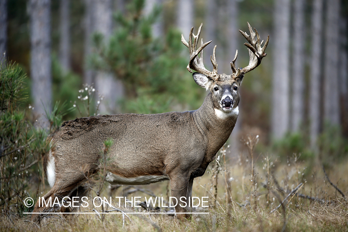 White-tailed buck in woods.