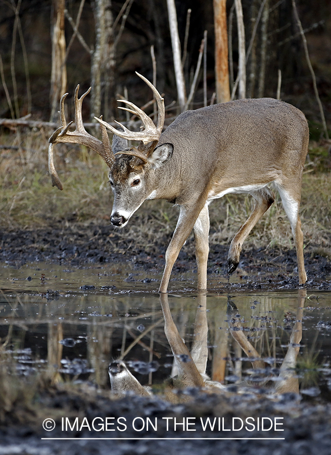 White-tailed buck drinking water with reflection.