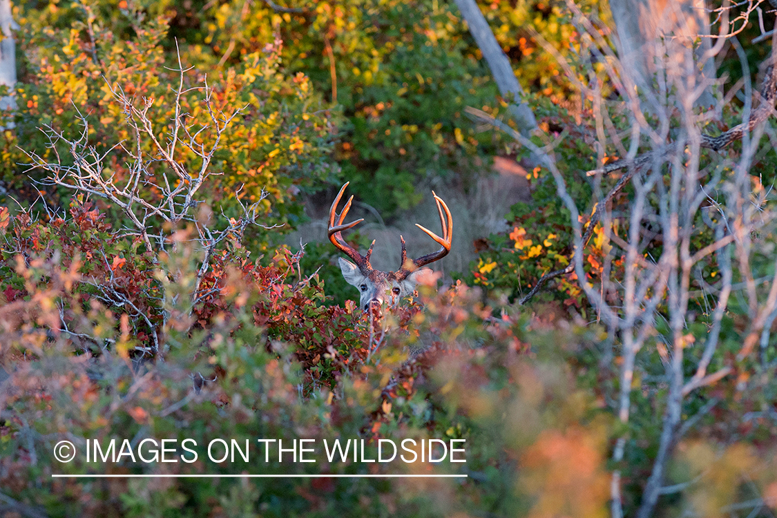 White-tailed buck in habitat.