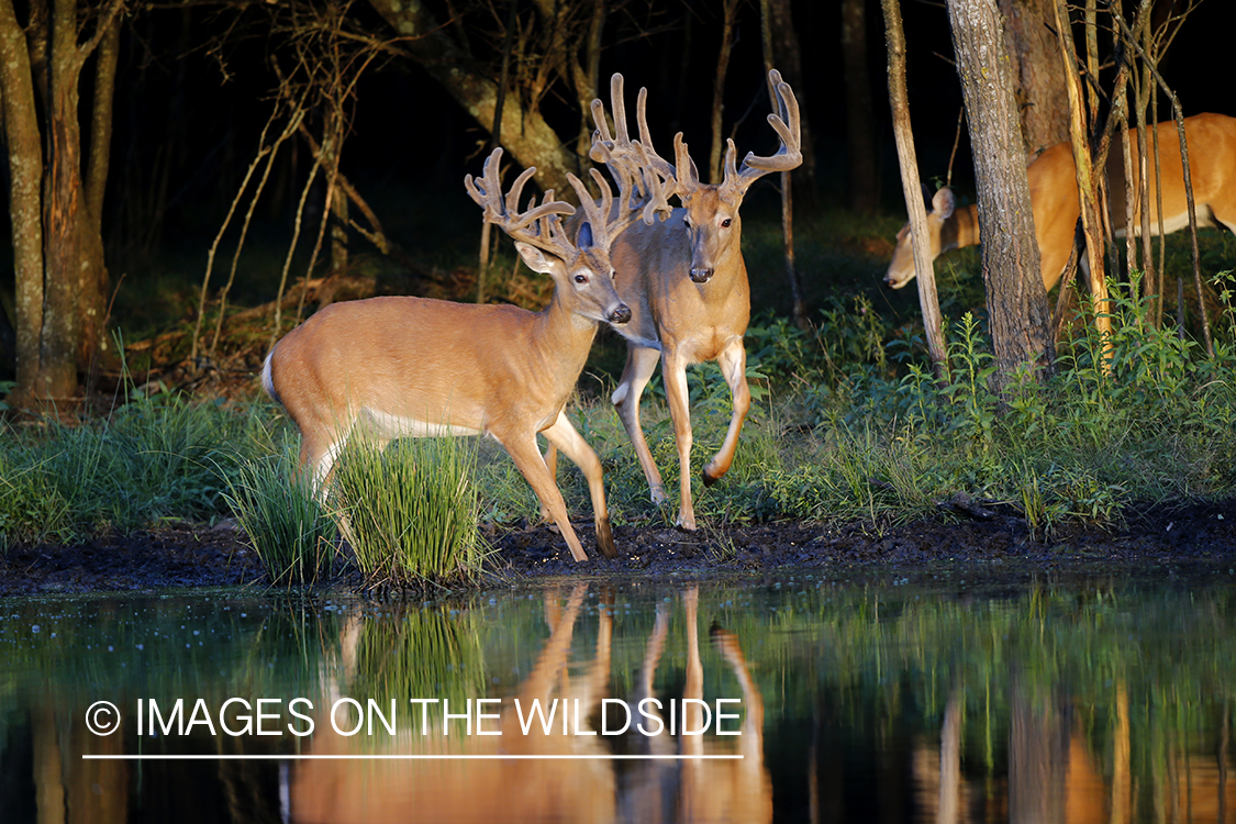 White-tailed buck in velvet next to water.