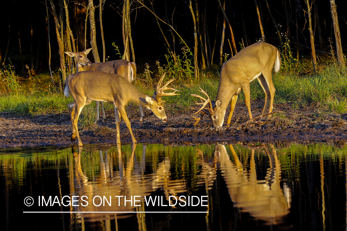 White-tailed buck drinking at waters edge.