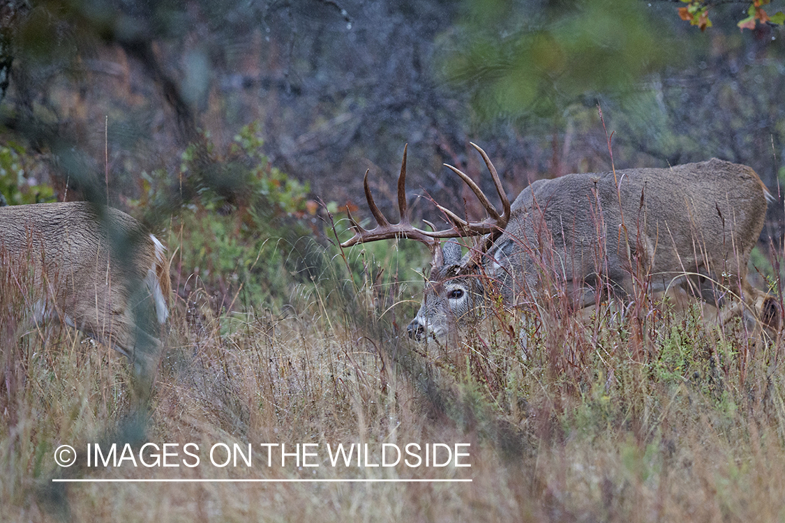 White-tailed buck in rut with doe.