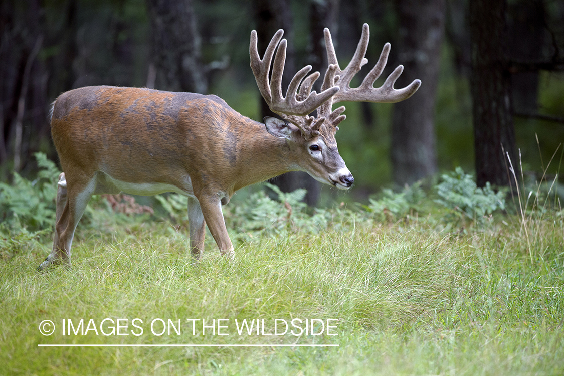 White-tailed buck in field.