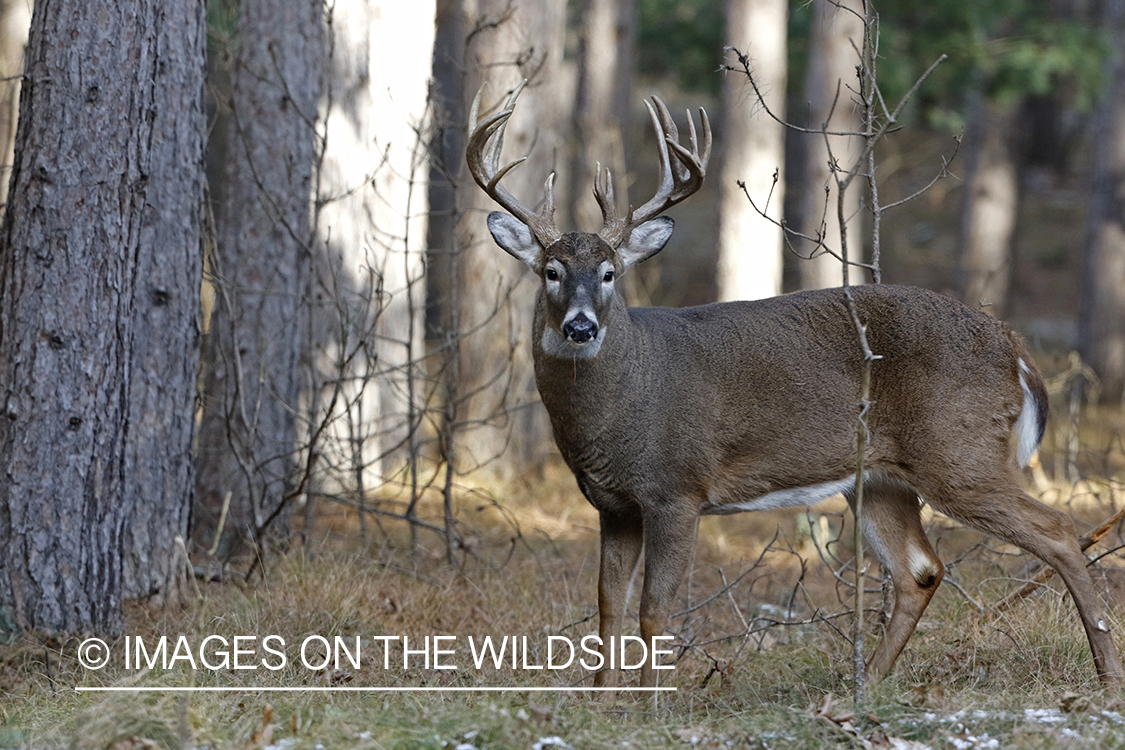 White-tailed buck in field.