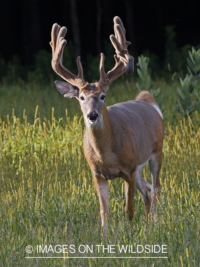 White-tailed buck in Velvet.