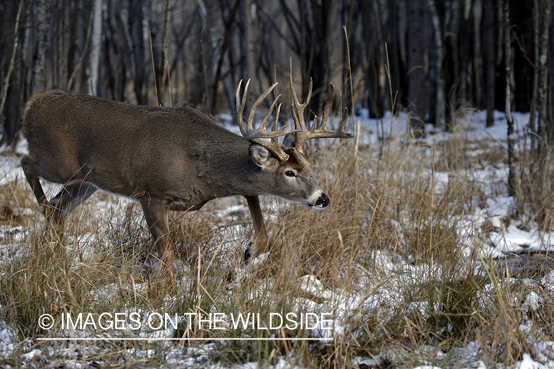 White-tailed buck in the rut.