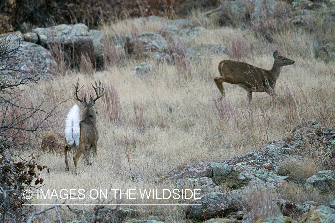 White-tailed buck chasing doe.