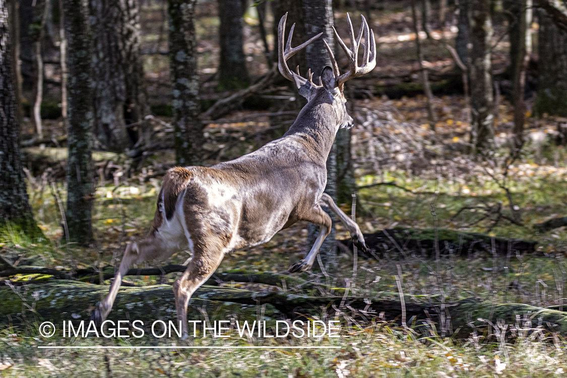 White-tailed buck in field.