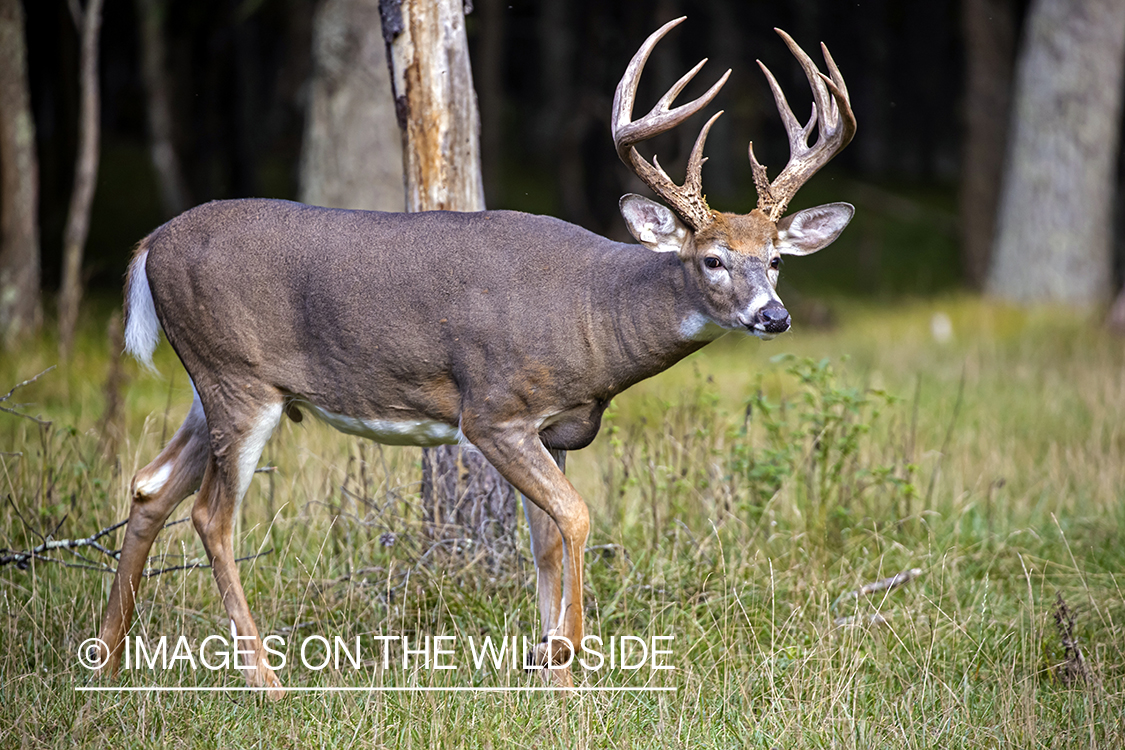 White-tailed buck in field.