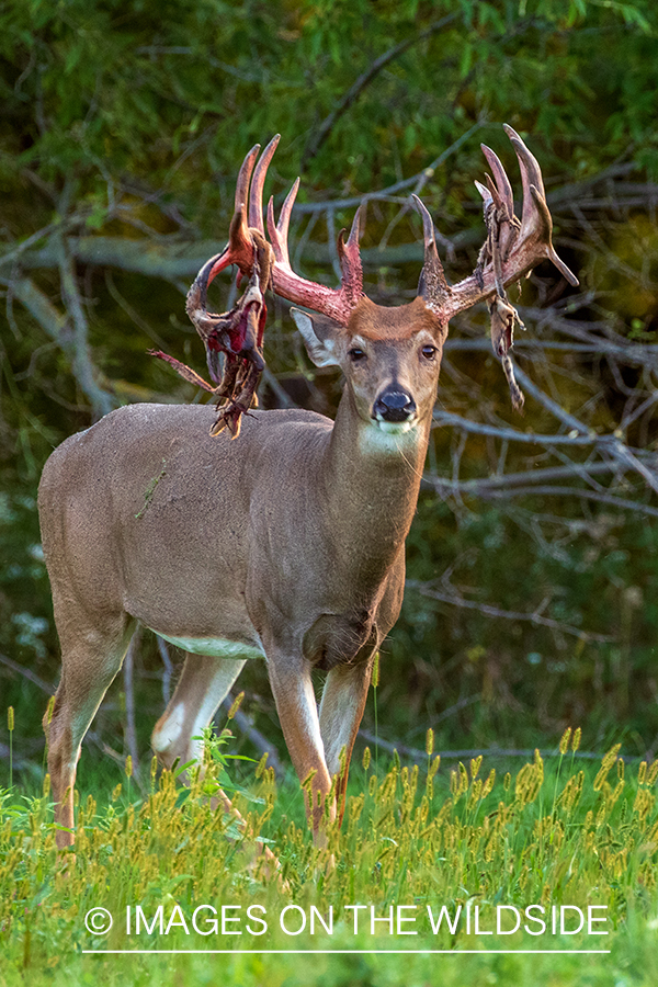 White-tailed buck shedding Velvet.