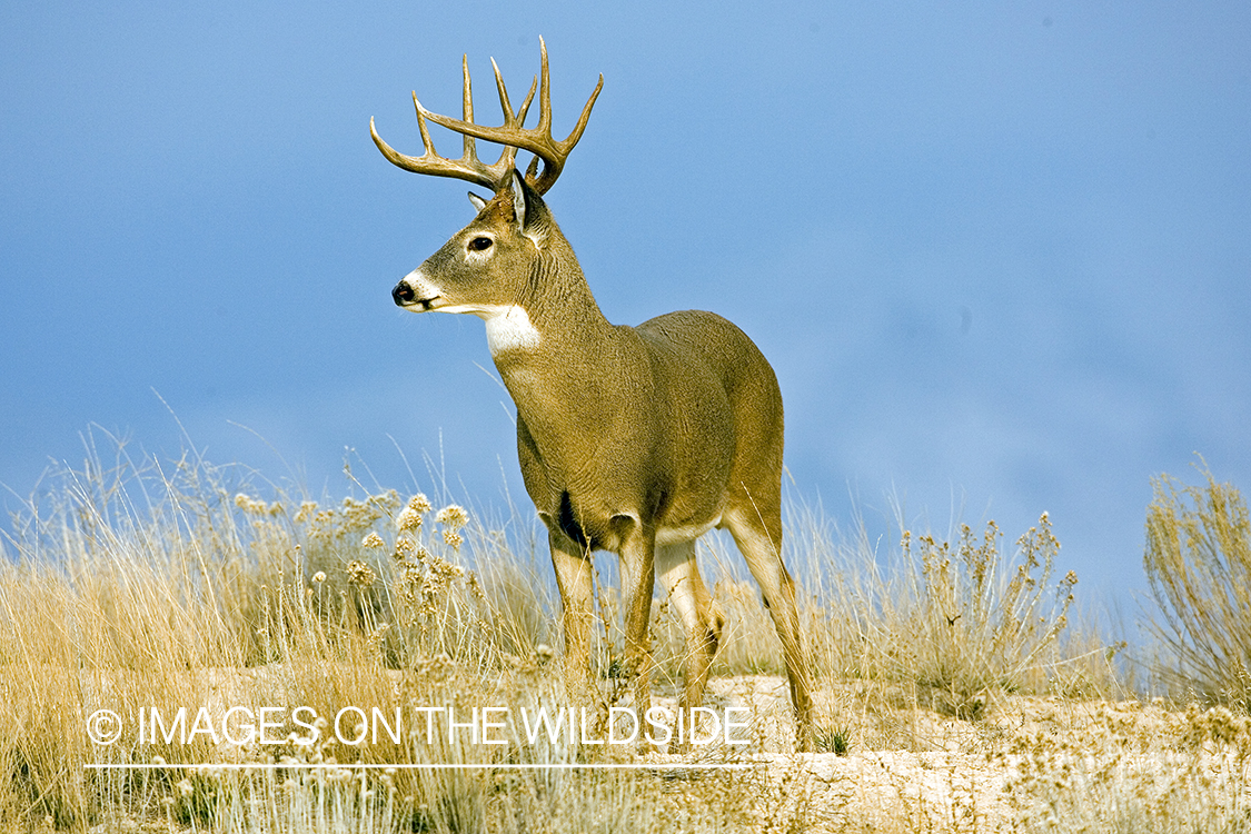 White-tailed deer in habitat