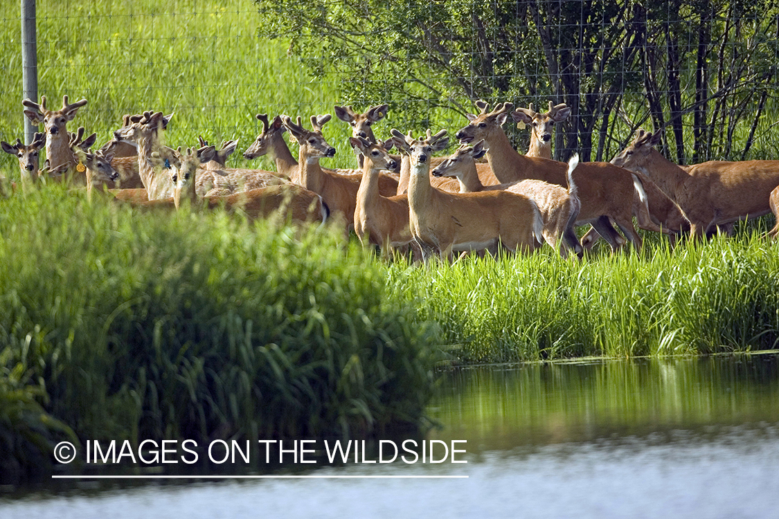 White-tailed deer in captivity