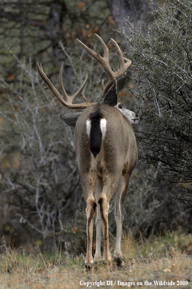 Blacktail buck in habitat.