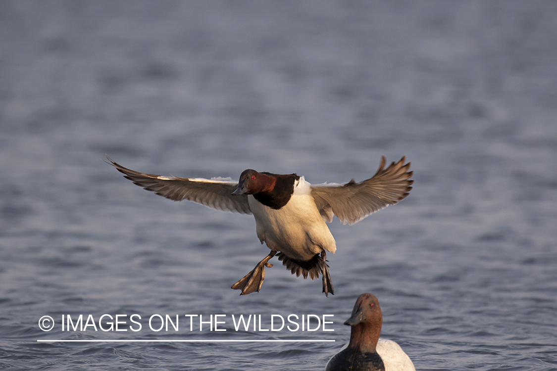 Canvasback in flight.