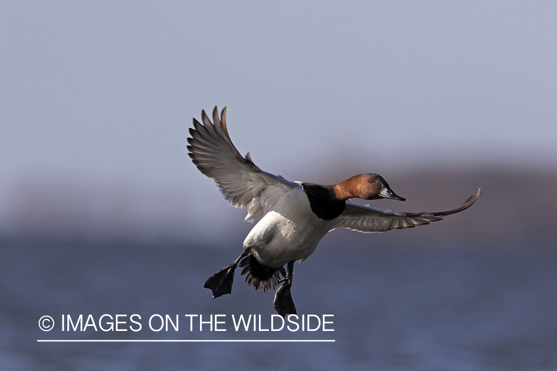 Canvasback drake in flight.