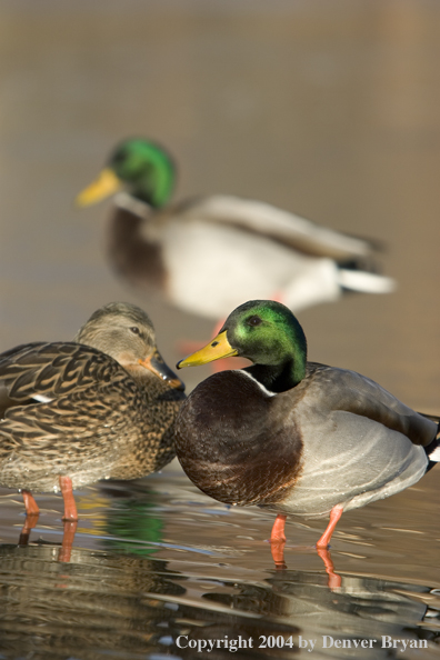 Mallards standing in pond.