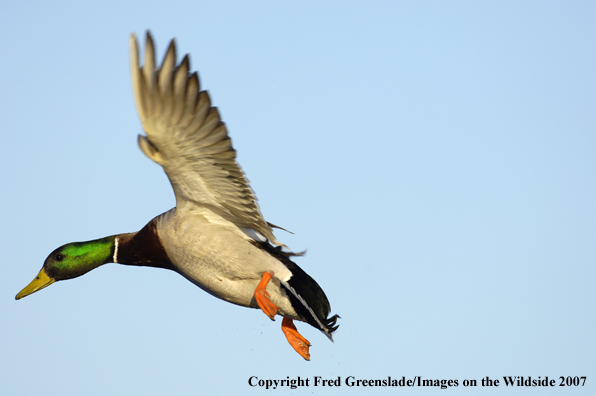 Mallard duck