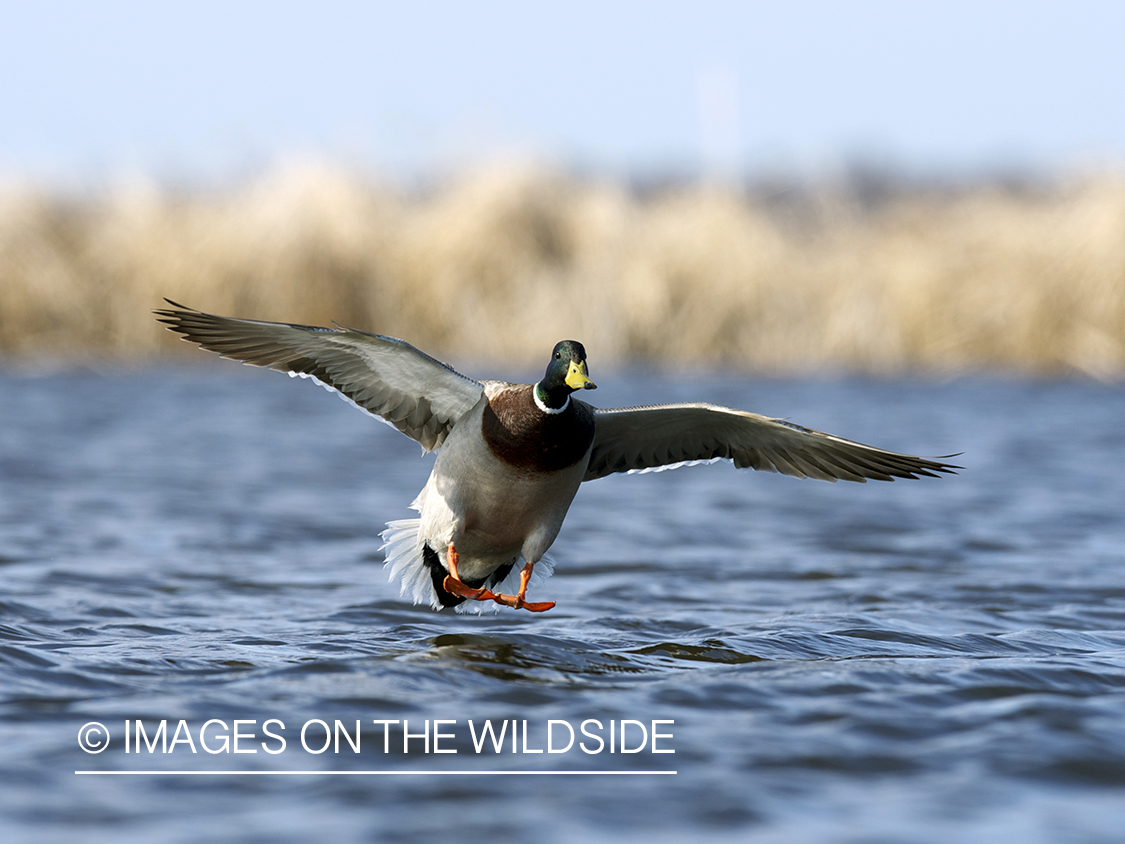 Mallard duck landing in habitat.