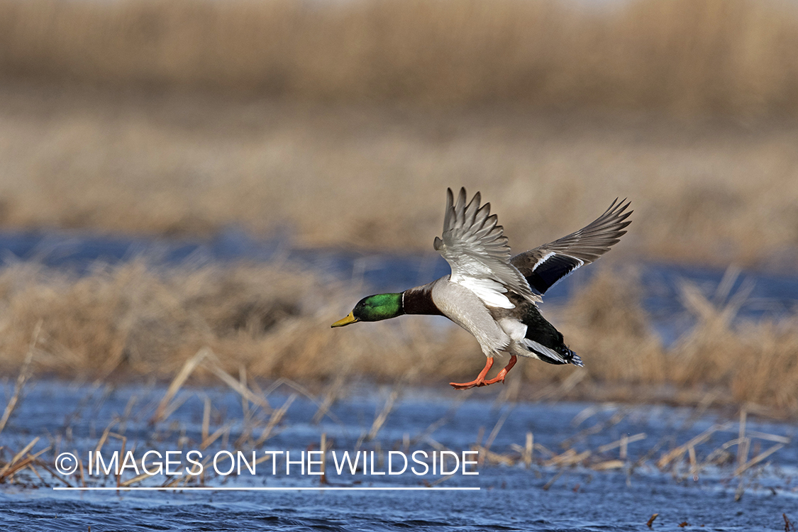 Mallard drake in flight.