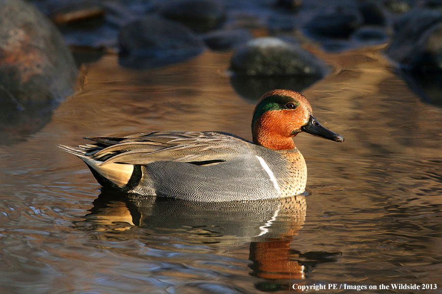 Green-winged Teal drake in habitat.