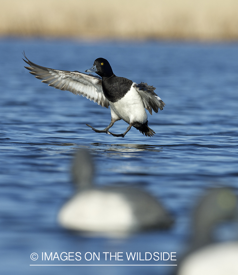 Lesser Scaup duck landing with decoys.