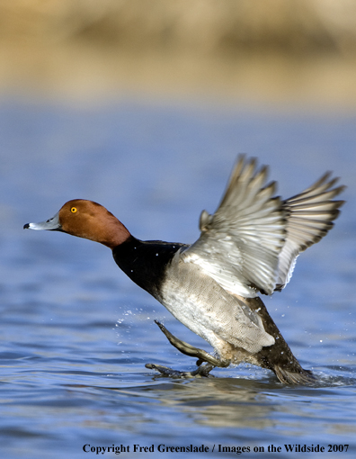 Redhead duck in habitat